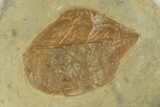 Fossil Leaf (Cissites rocklandensis) - Uncommon Species #269352-1